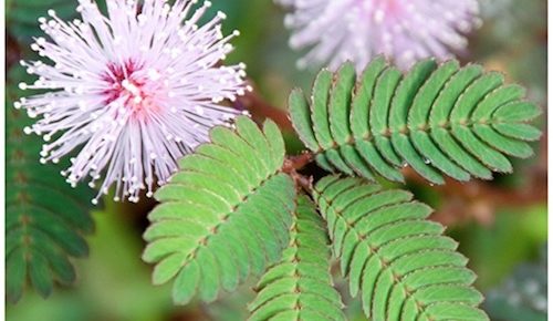 Sensitive Plant